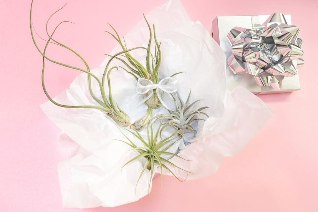 air plant city christmas holiday guide