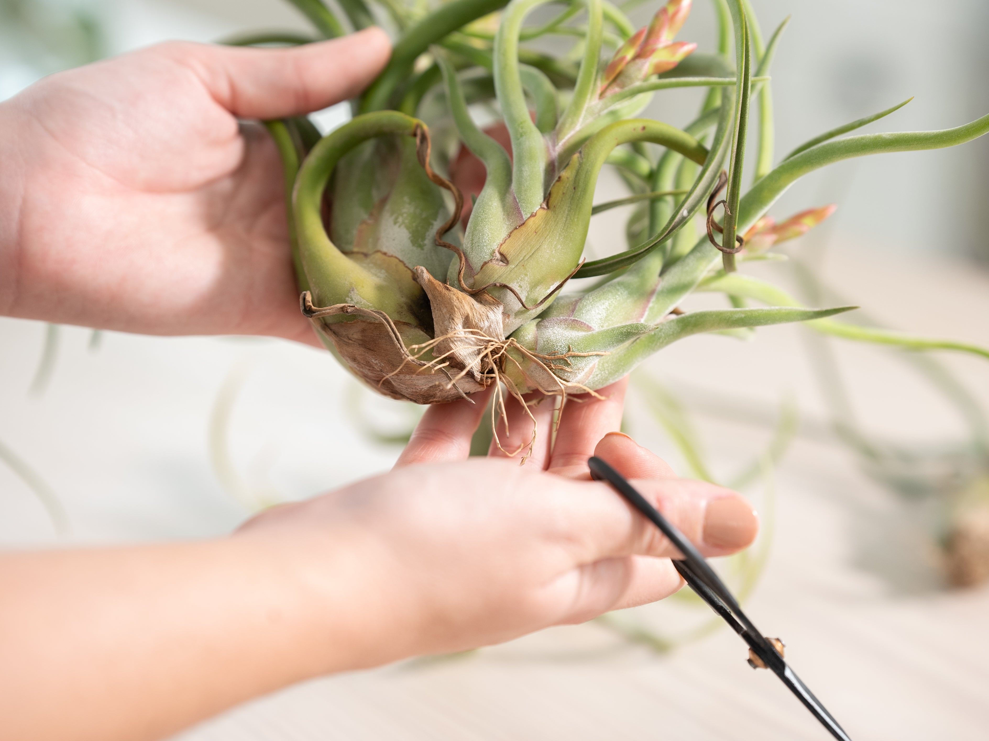 Air Plants To or Not to Trim Tillandsia Roots – Air Plant