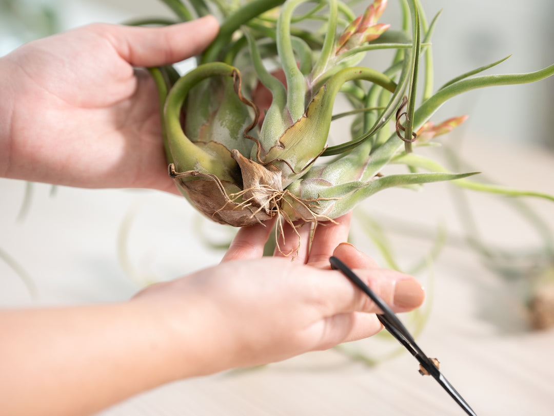 Hands Holding a Cluster of Tillandsia Caput Medusae Air Plants with Scissors to Trim the Roots