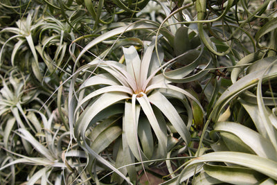 Growing Tillandsia Xerographica By Seed