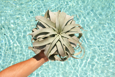 Hot Sun & Air Plants: How to Find the Happy Medium