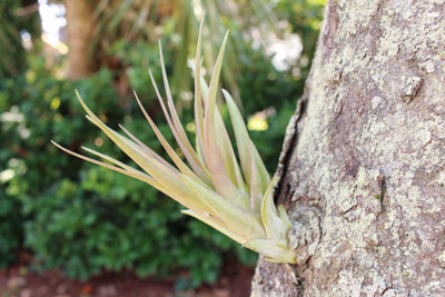 Why Air Plants Don't Need Soil