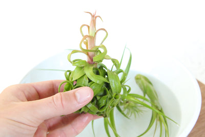 Air Plant Pollination & Reproduction