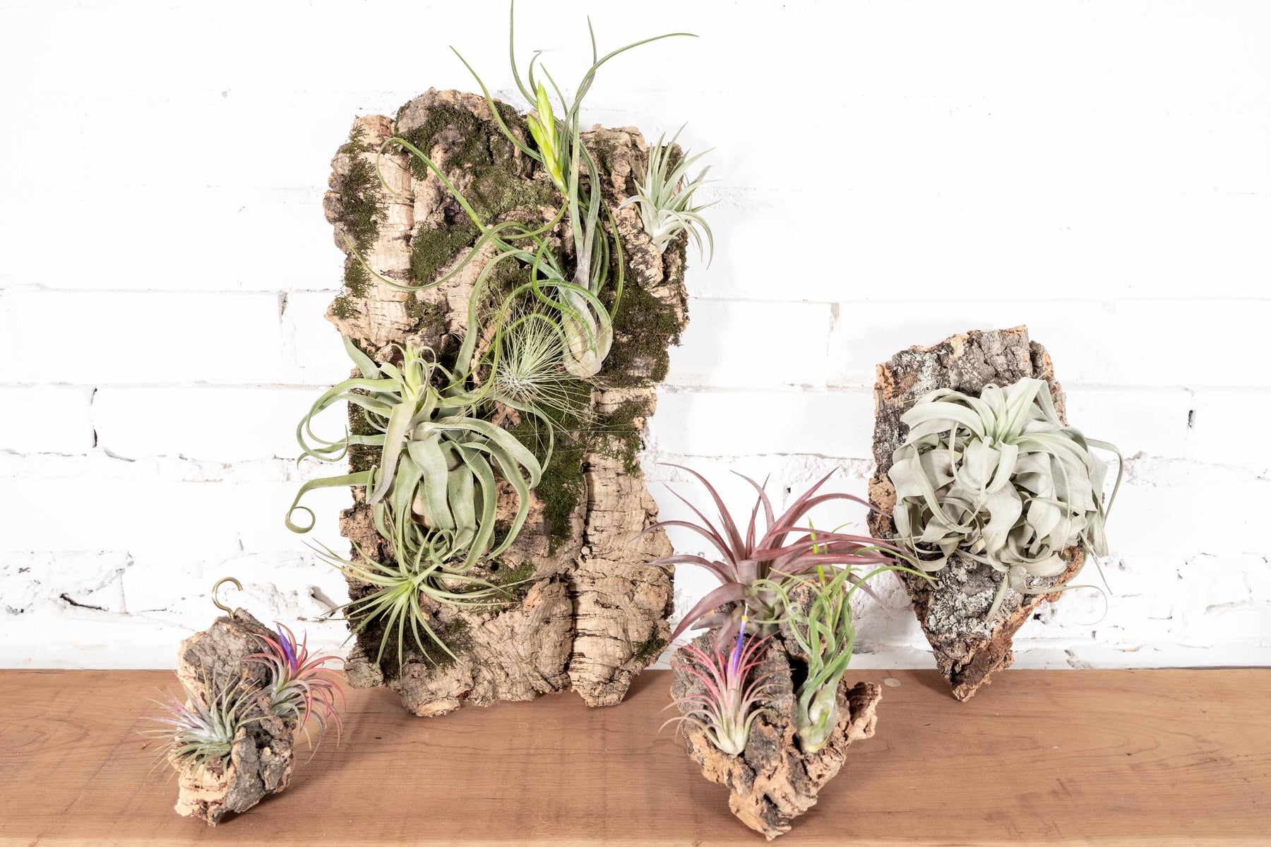 Varying Sizes of Virgin Cork Bark Displays with Attached Tillandsia Air Plants