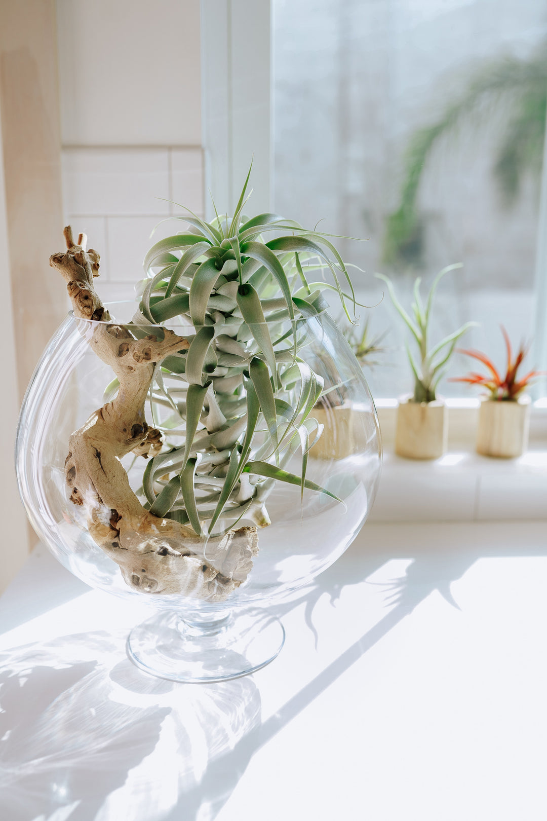 Tillandsia Cacticola Air Plant Displayed in a Large Glass Bowl Terrarium with Grapevine Accent