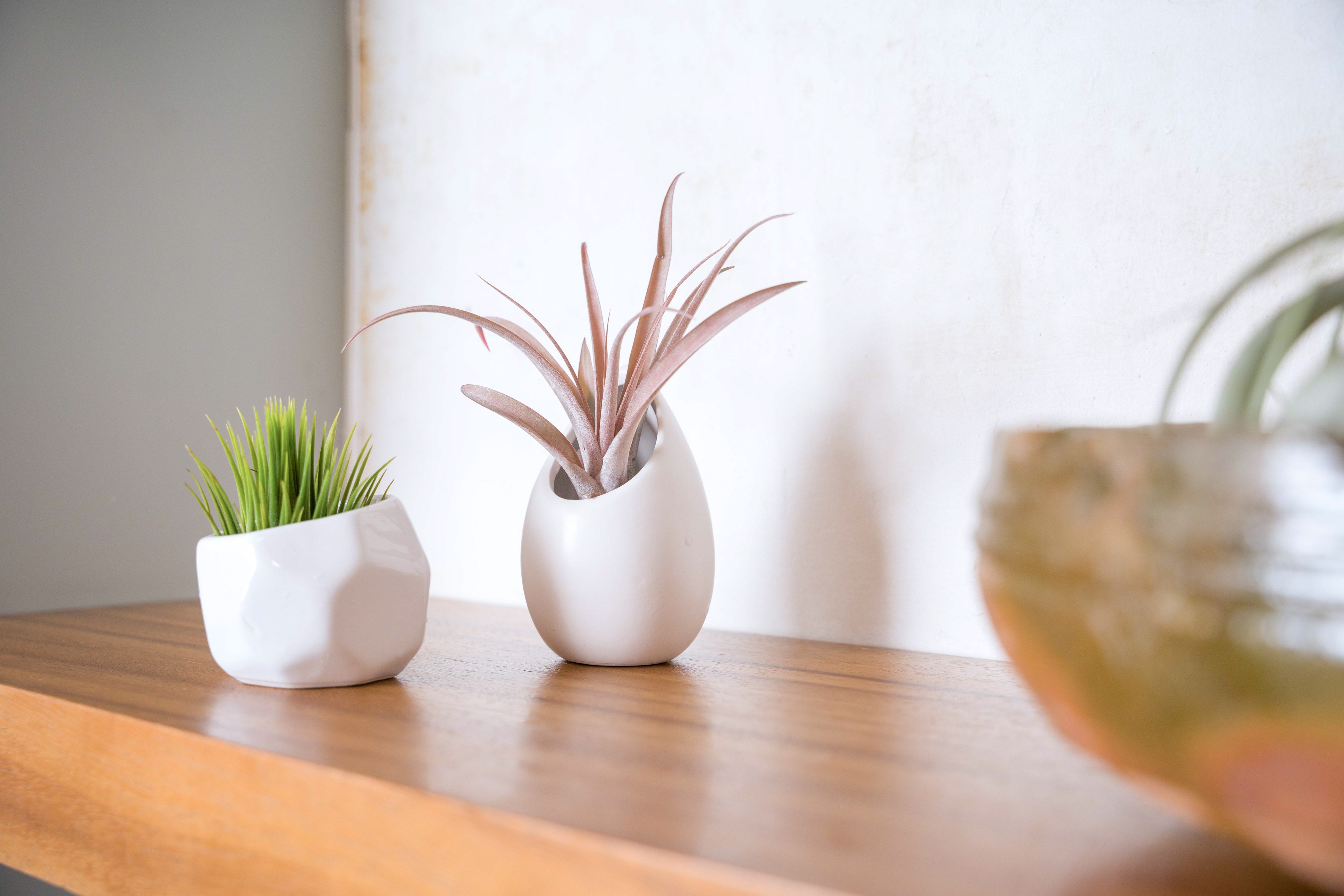 Air Plant City: Buy Air Plants & Tillandsias Online Today!