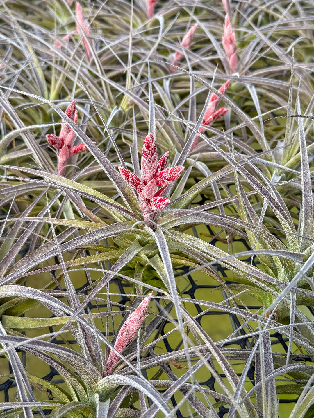 Now in Bloom - Tillandsia Murorum Air Plants