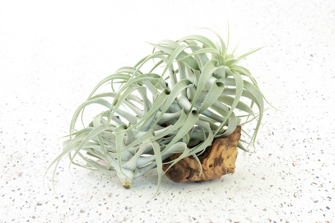 Tillandsia Air Plant Cacticola Rare Premium