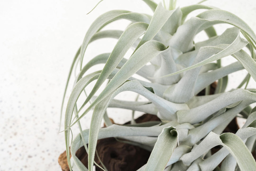 Tillandsia Air Plant Cacticola Rare Premium