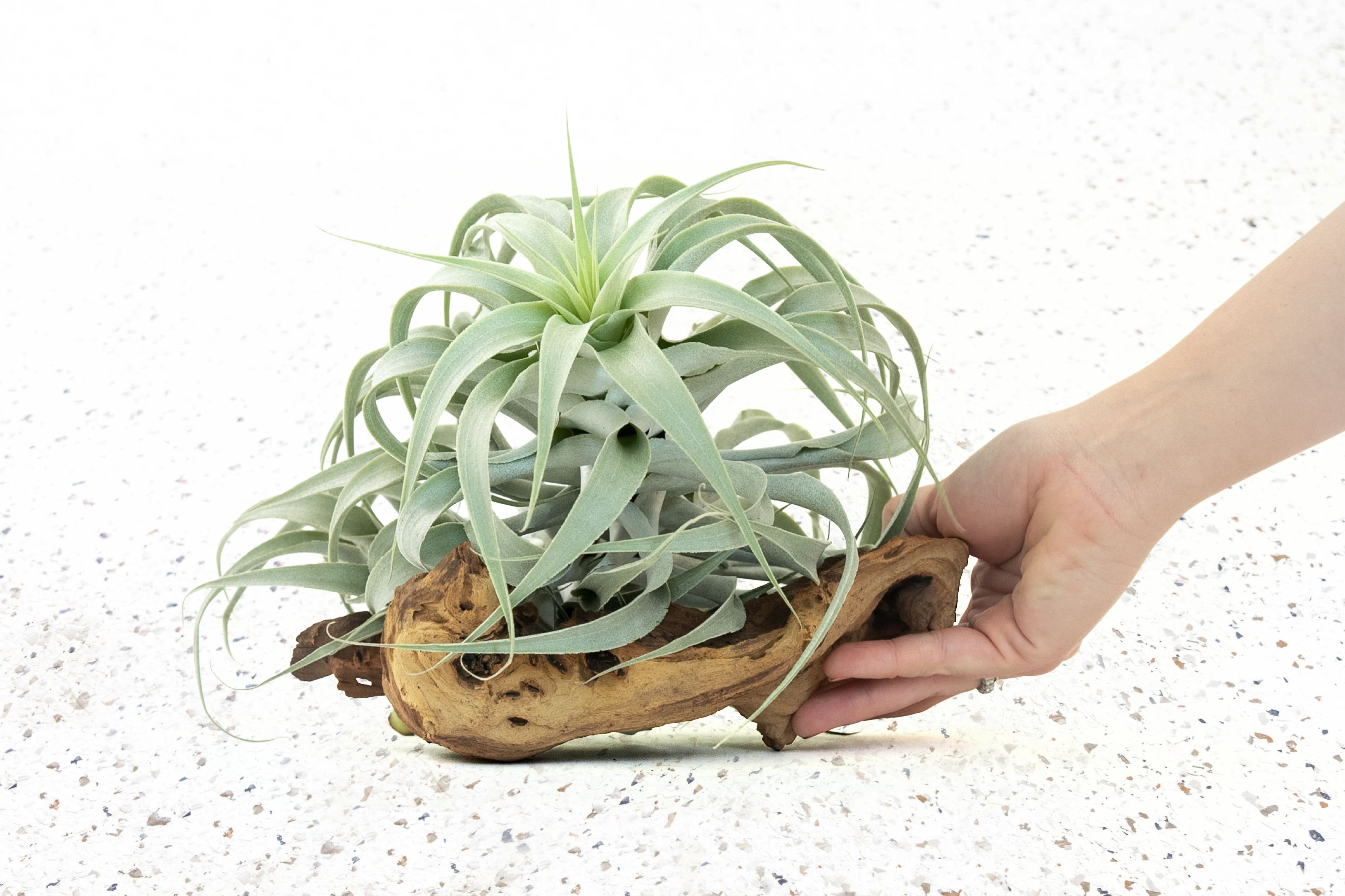 caulescens air plant Air Plants