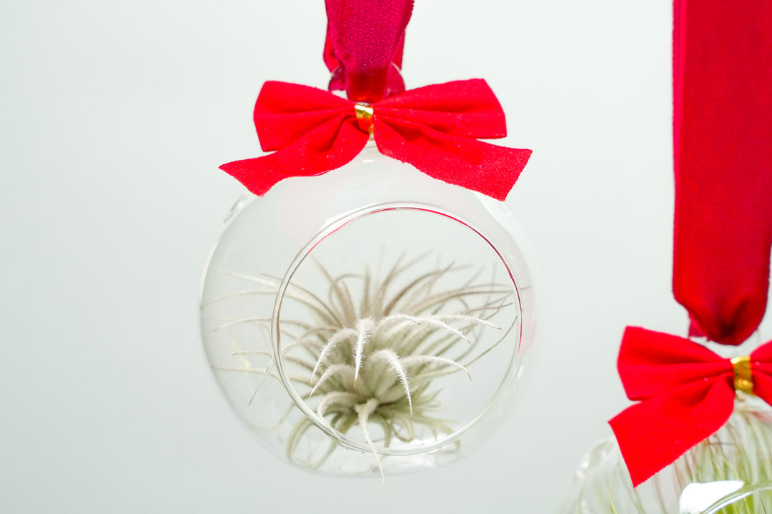 mini flat bottom glass globe terrarium with red bow and tillandsia tectorum air plant