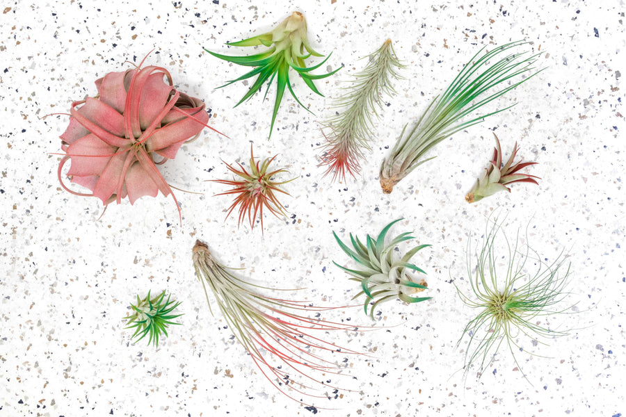 assorted tillandsia air plants painted red and green holiday colors