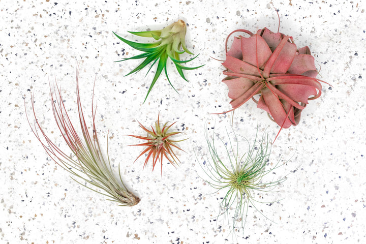 tillandsia juncea, ionantha guatemala, abdita, argentea thin and xerographica air plants painted red and green