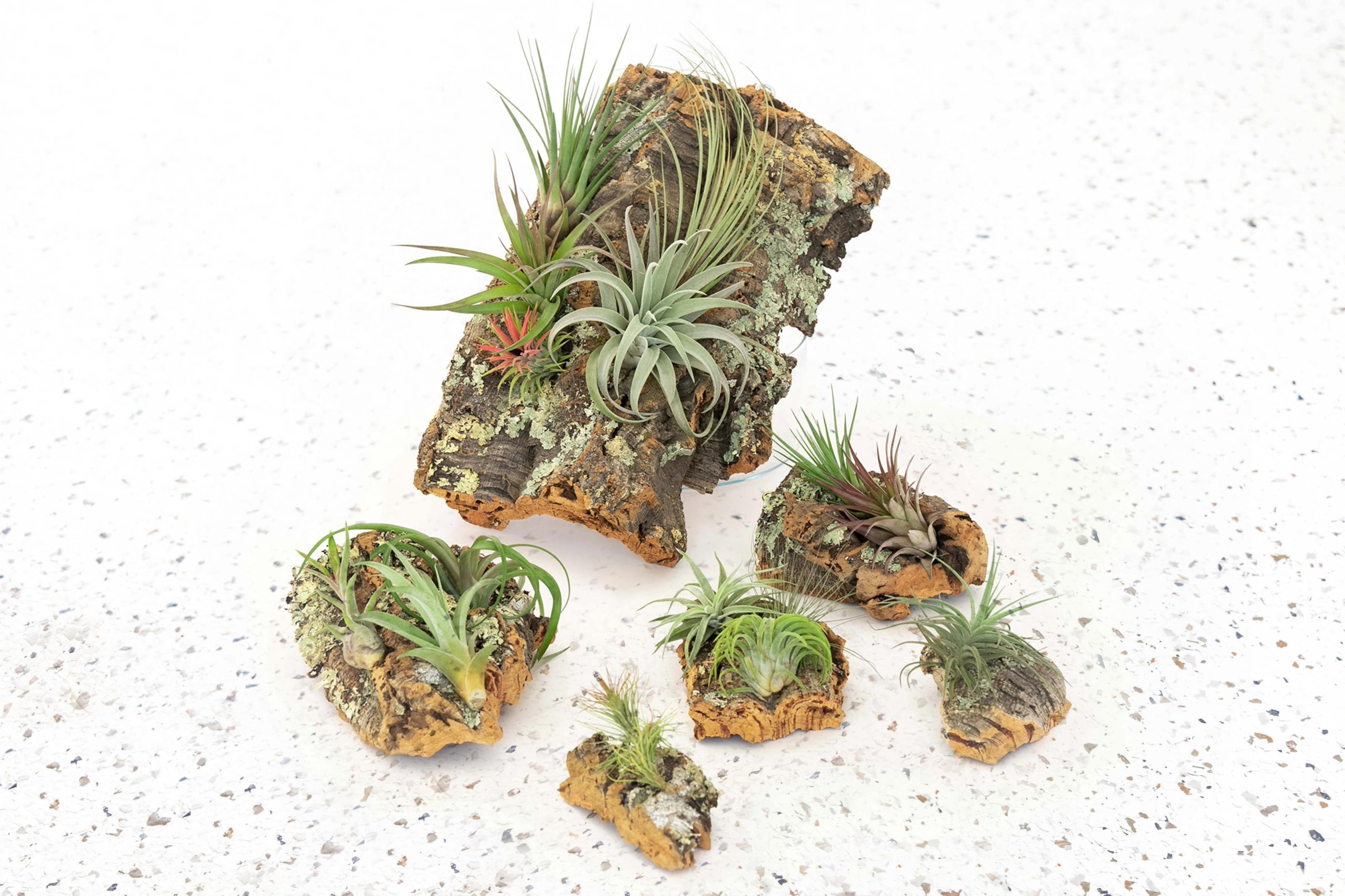 Rustic Cork Bark Slabs with Assorted Air Plants + Waterproof Glue, Small