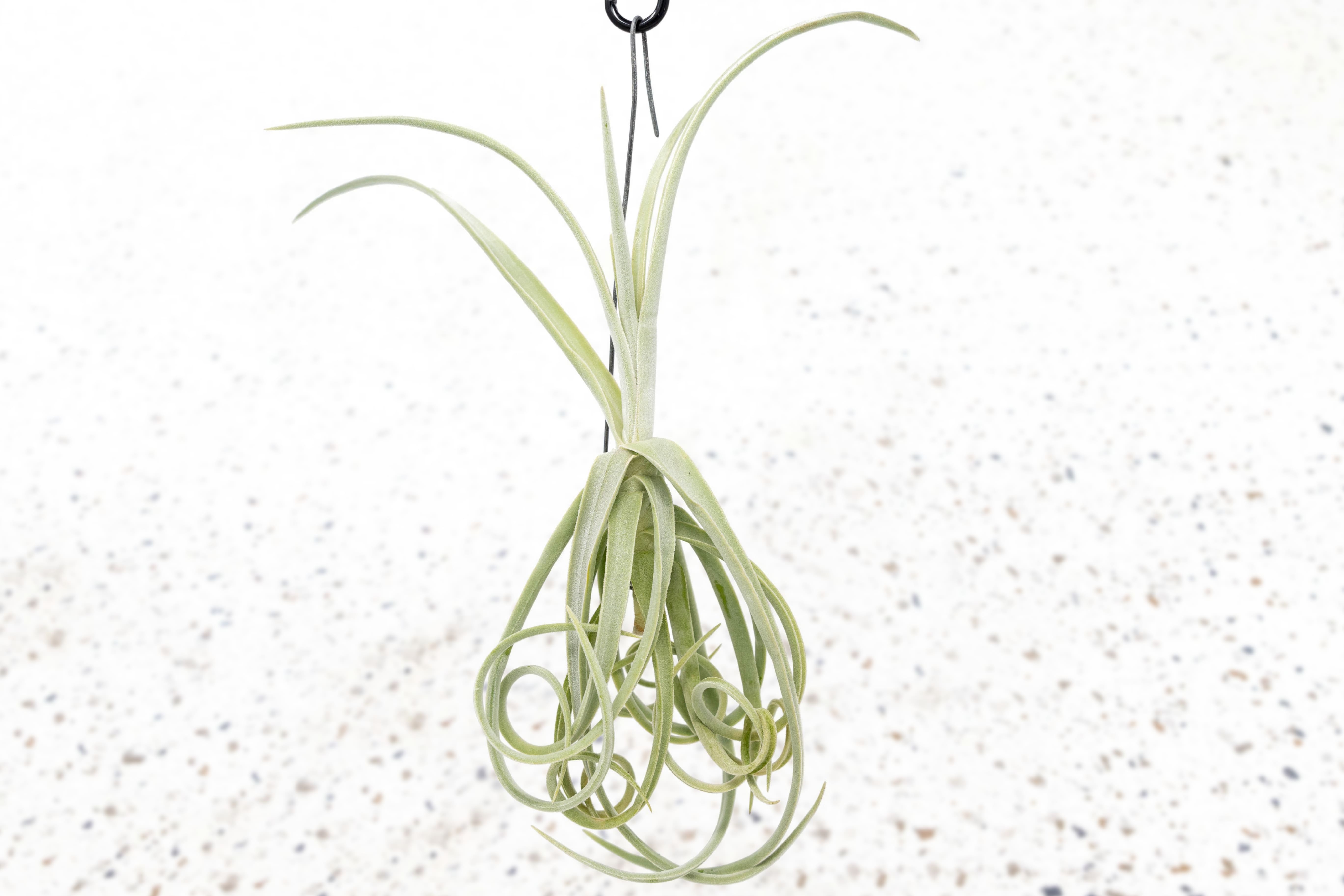 air plant upside down Tillandsia Duratii Air Plants