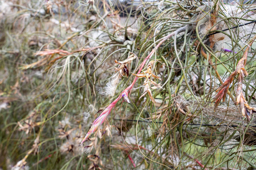 Hundreds of Tillandsia Butzii Air Plants with Bloom Stalks Producing Seeds at the Farm