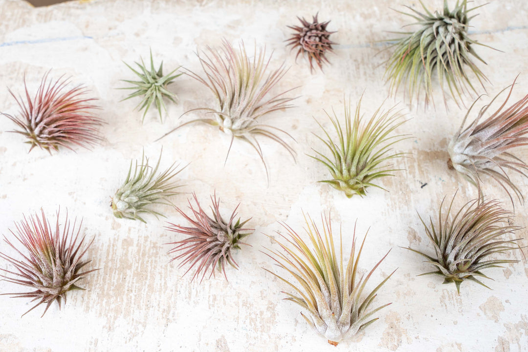 Assorted Tillandsia Ionantha Air Plants