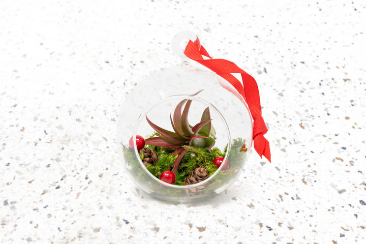 flat bottom glass globe with red ribbon for hanging containing moss, berries, mini pinecones and tillandsia red abdita air plant