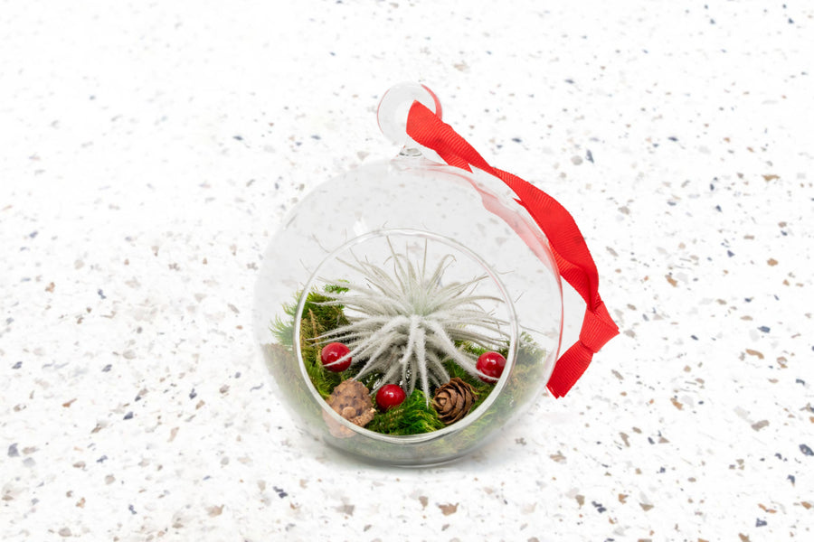 flat bottom glass globe terrarium with moss, red berries and tillandsia tectorum air plant
