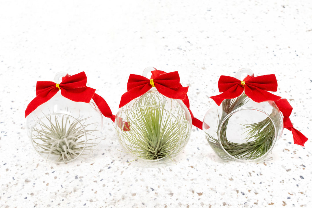 three mini flat bottom glass globe terrariums with red bow and assorted tillandsia air plants