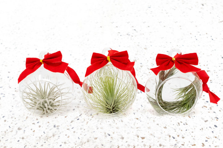 three mini flat bottom glass globe terrariums with red bow and assorted tillandsia air plants