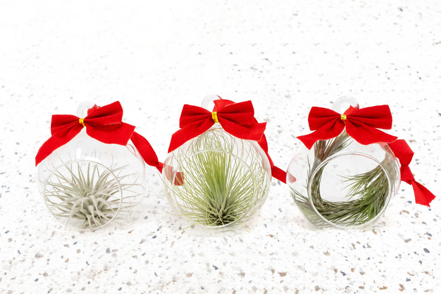 three mini flat bottom glass globe terrariums with red bow and assorted tillandsia air plants