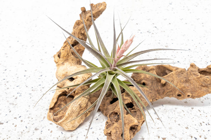 Tillandsia Air Plant Murorum Bloom Pink