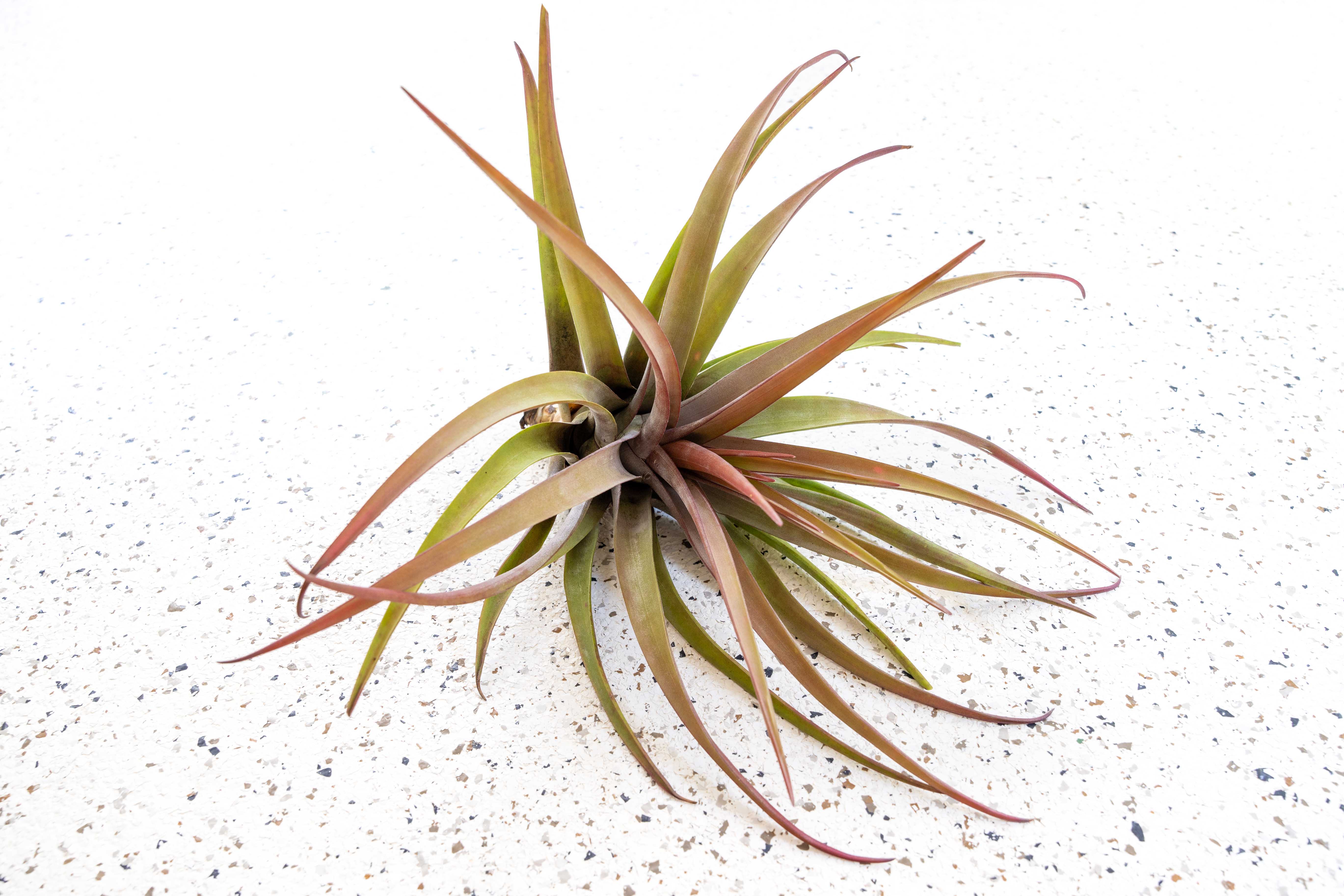 Tillandsia_Air_Plant_Novakii-3