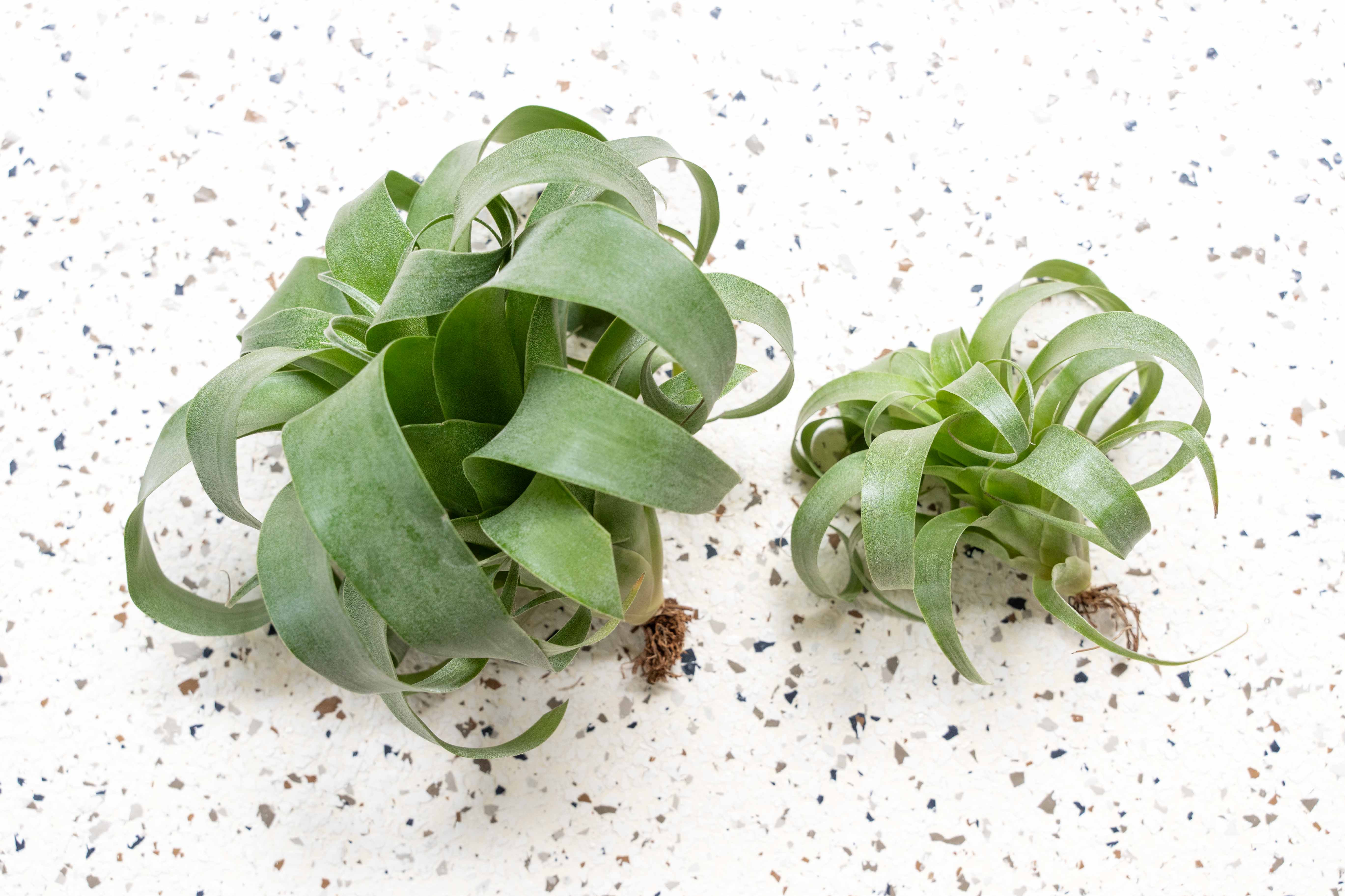 Air Plants