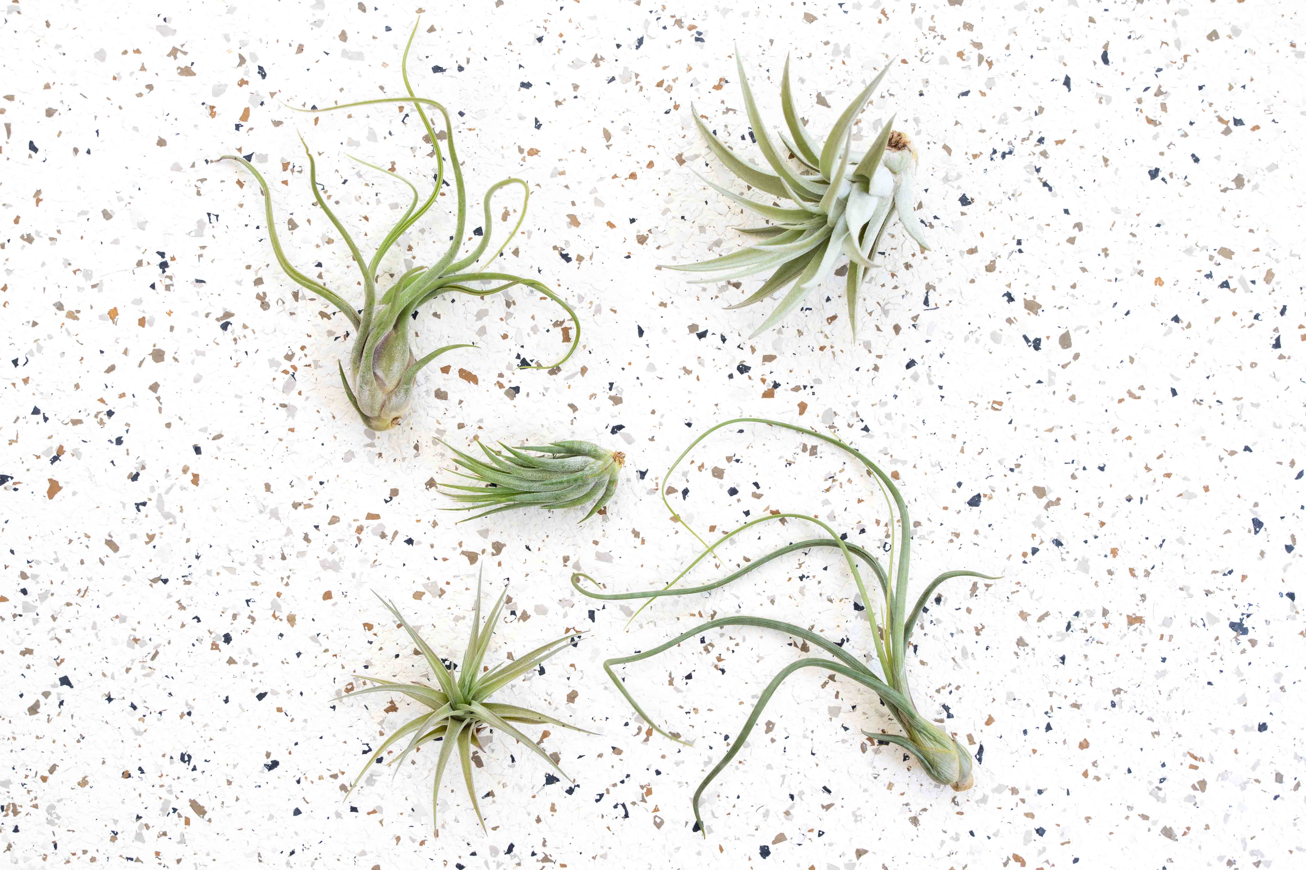 tillandsia air plant types Pack of 5 or 10 Beginner Friendly Tillandsia Air Plants