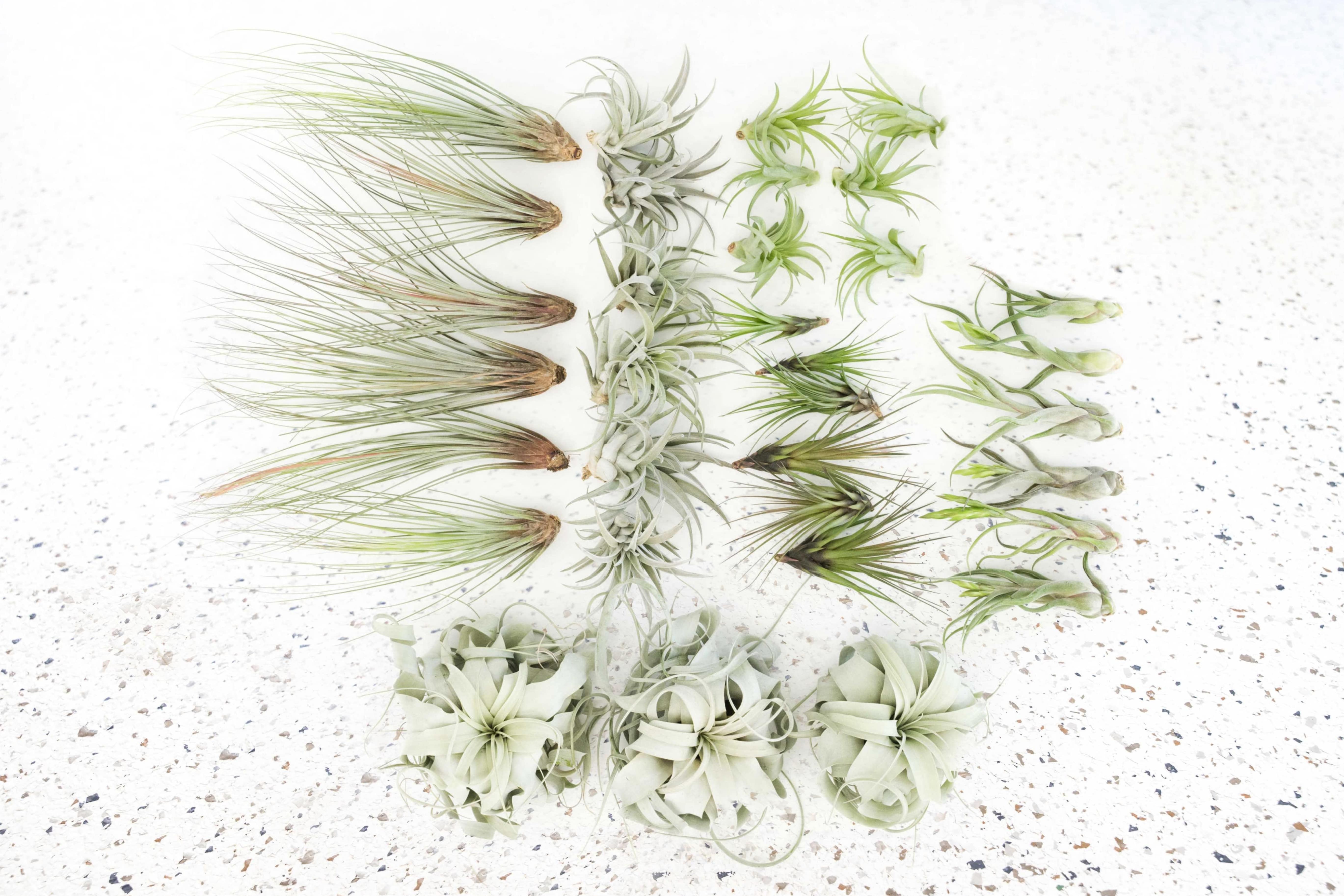 air plant seed Wholesale - Storefront Starter Pack