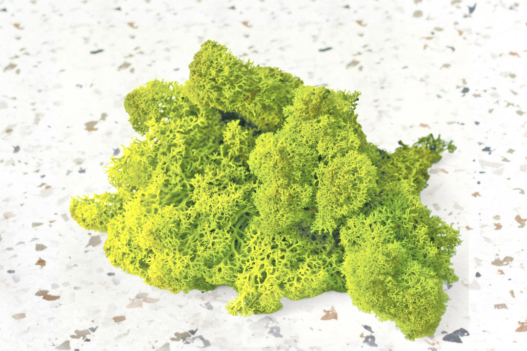Chartreuse Green Reindeer Moss - Terrarium Supplies