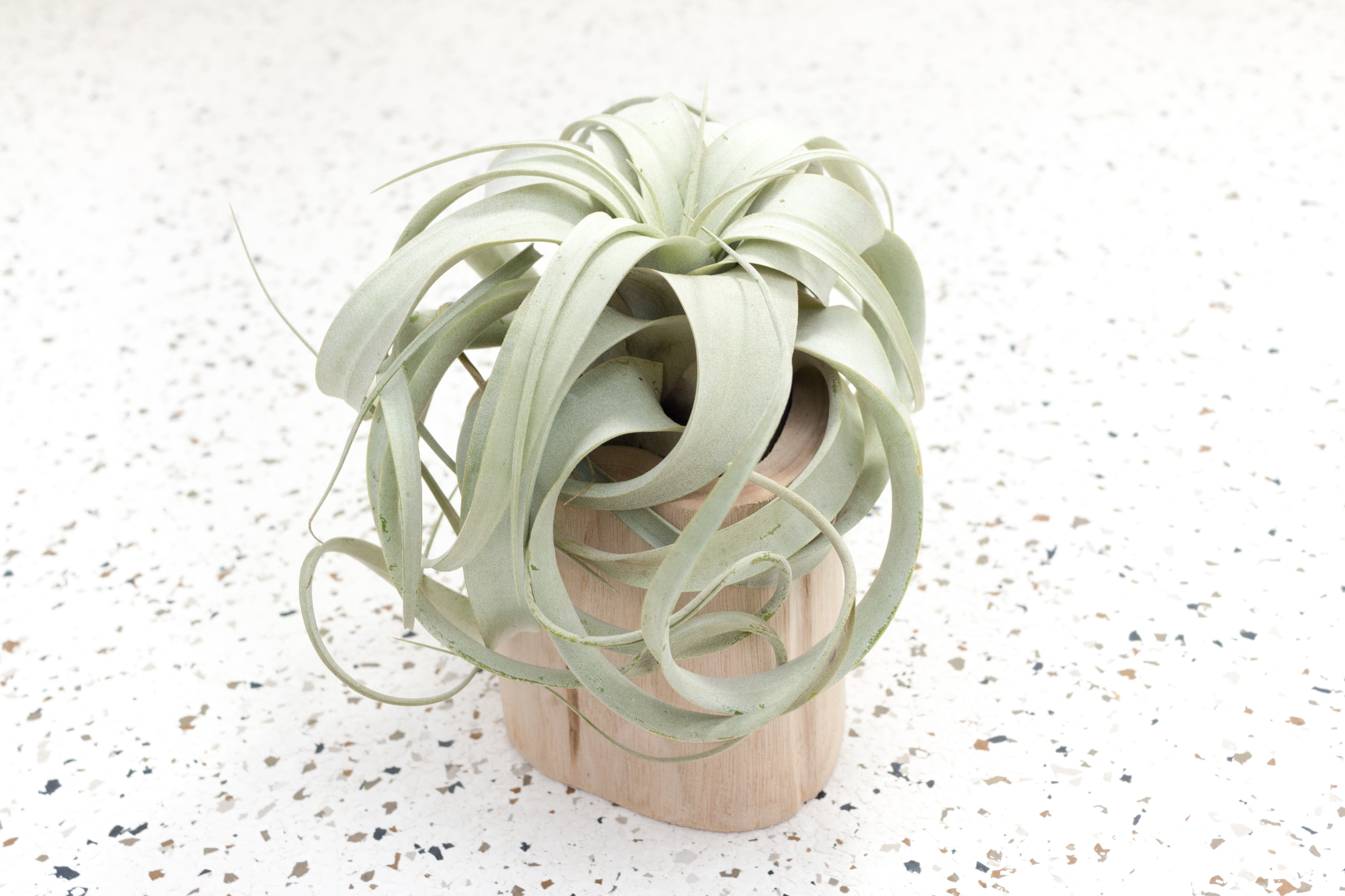 air plant driftwood Wholesale