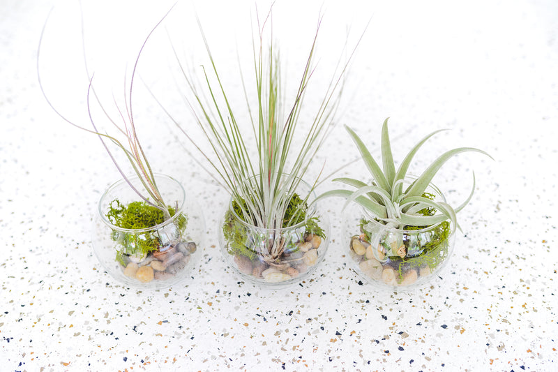 3 Bubble Bowl Glass Terrariums with Moss and Rock Kit and Asst. Tillandsia Air Plants