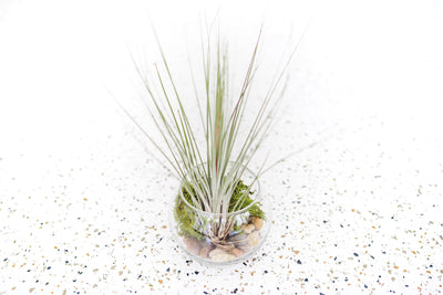 Bubble Bowl Glass Terrarium with Flat bottom containing Tillandsia Juncea Air Plant and Stone and Moss Kit