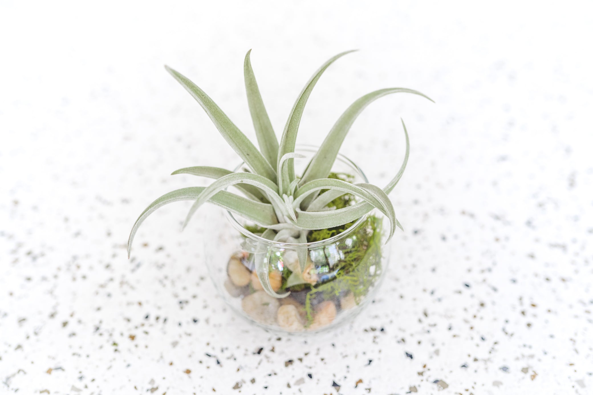 modern air plants Bubble Bowl Air Plant Terrarium