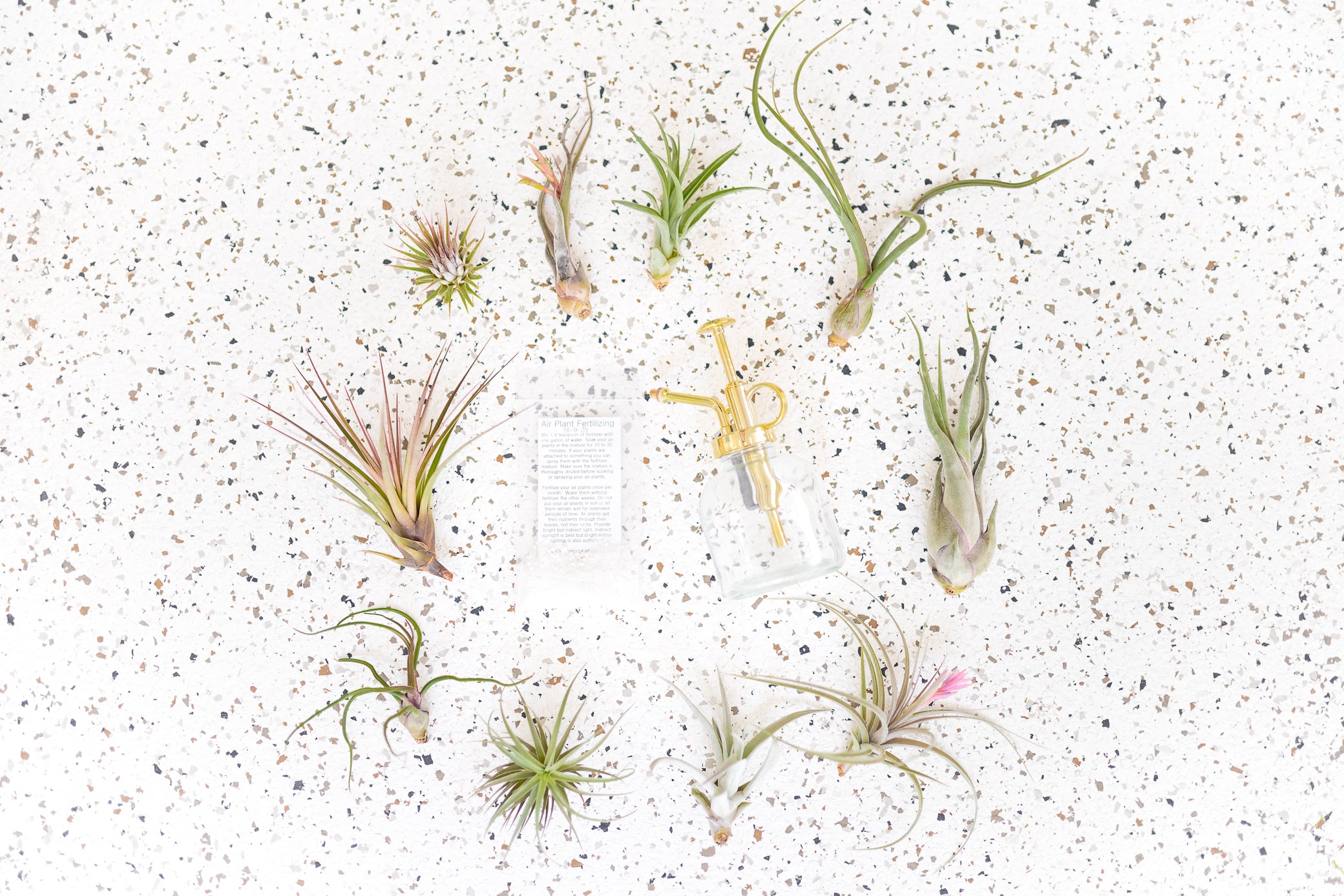 air plant monthly subscription Grab Bag of 10 Small & Medium Plants with Tillandsia Fertilizer and Air Plant Mister