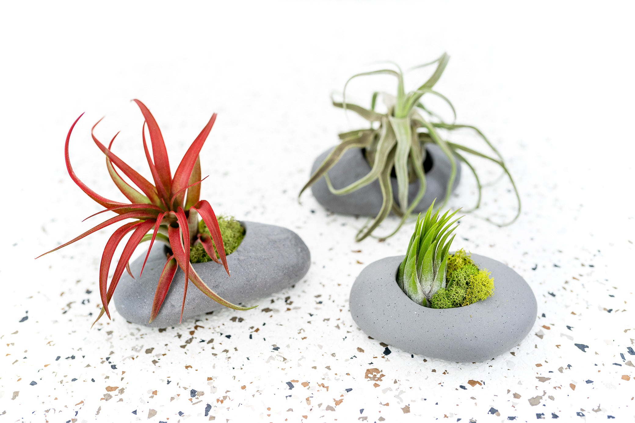 succulent air plant Packs of 3, 6 or 9 Gray Ceramic Stone Air Plant Holder with Assorted Air Plants, 6 pack