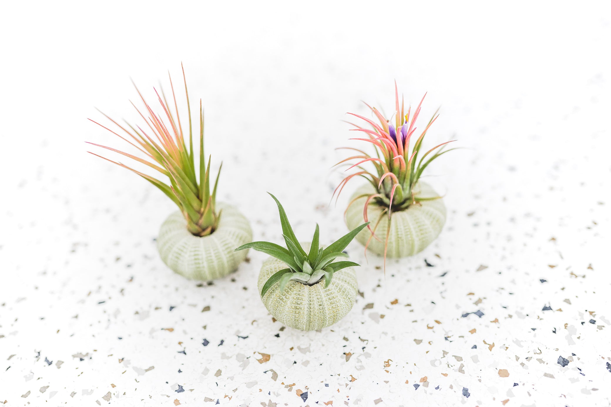 Packs of 3, 6 or 9 Green Urchins with Ionantha Air Plants, 3 Pack