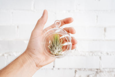 Hand Holding Mini Flat Bottom Clear Glass Globe Terrarium with Loop for Hanging containing Tillandsia Ionantha Air Plant