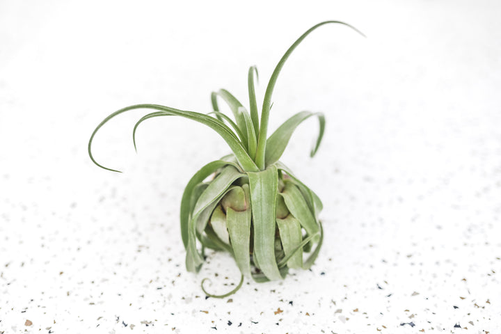 Tillandsia Streptophylla Air Plant