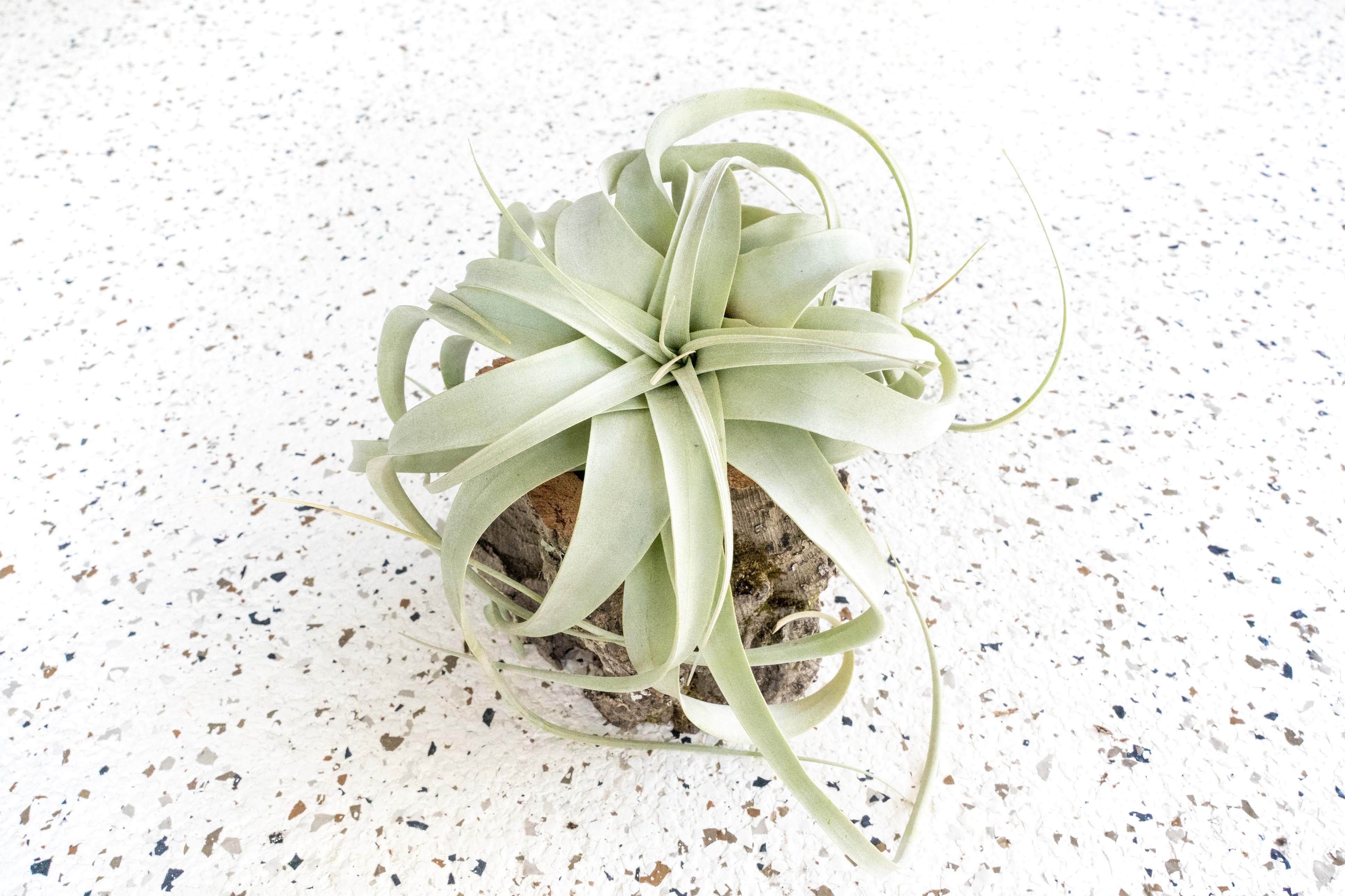 Cork Bark Planter and Tillandsia Xerographica Air Plants Air Plant City