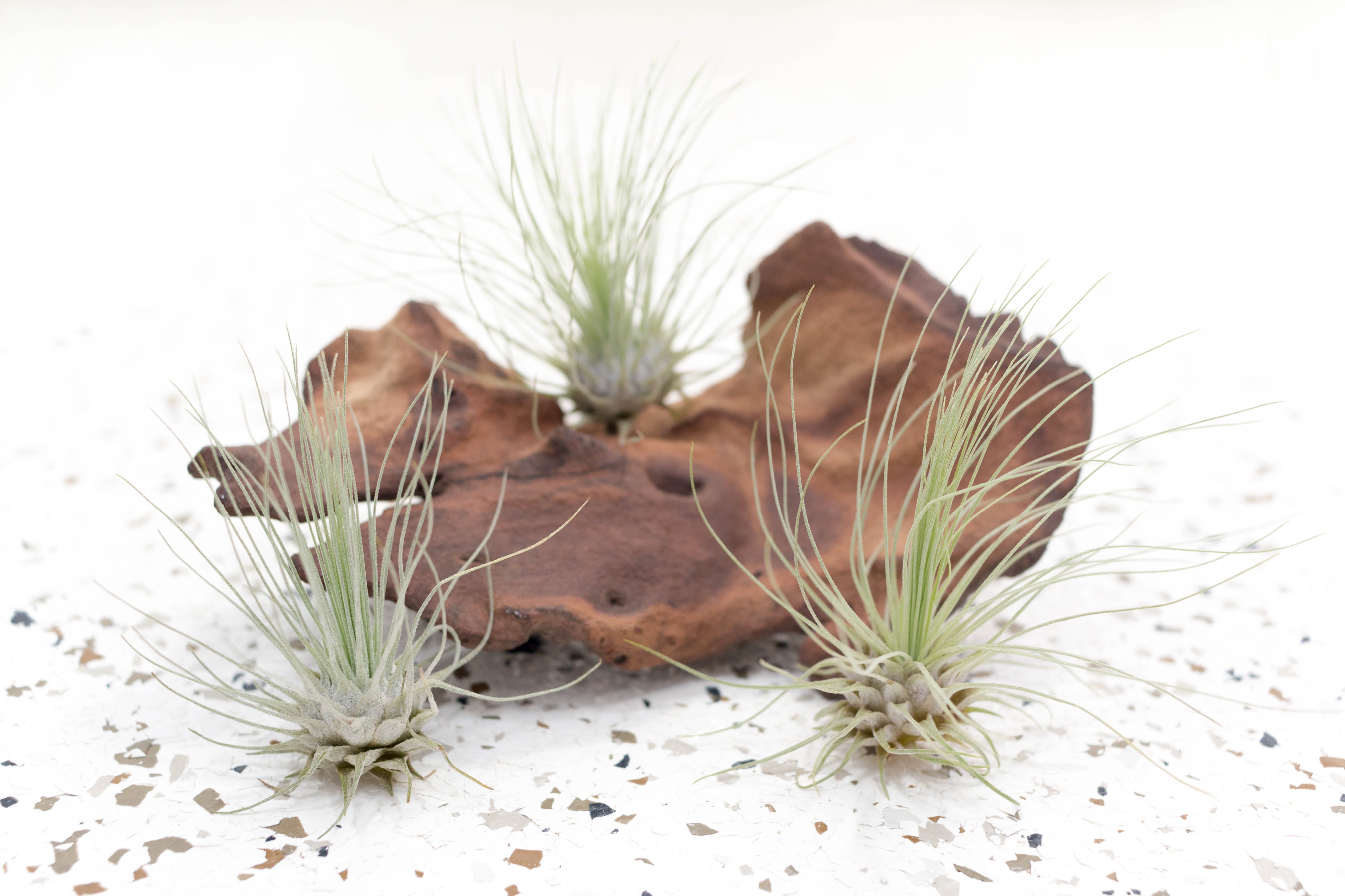 air plant seeds for sale Wholesale