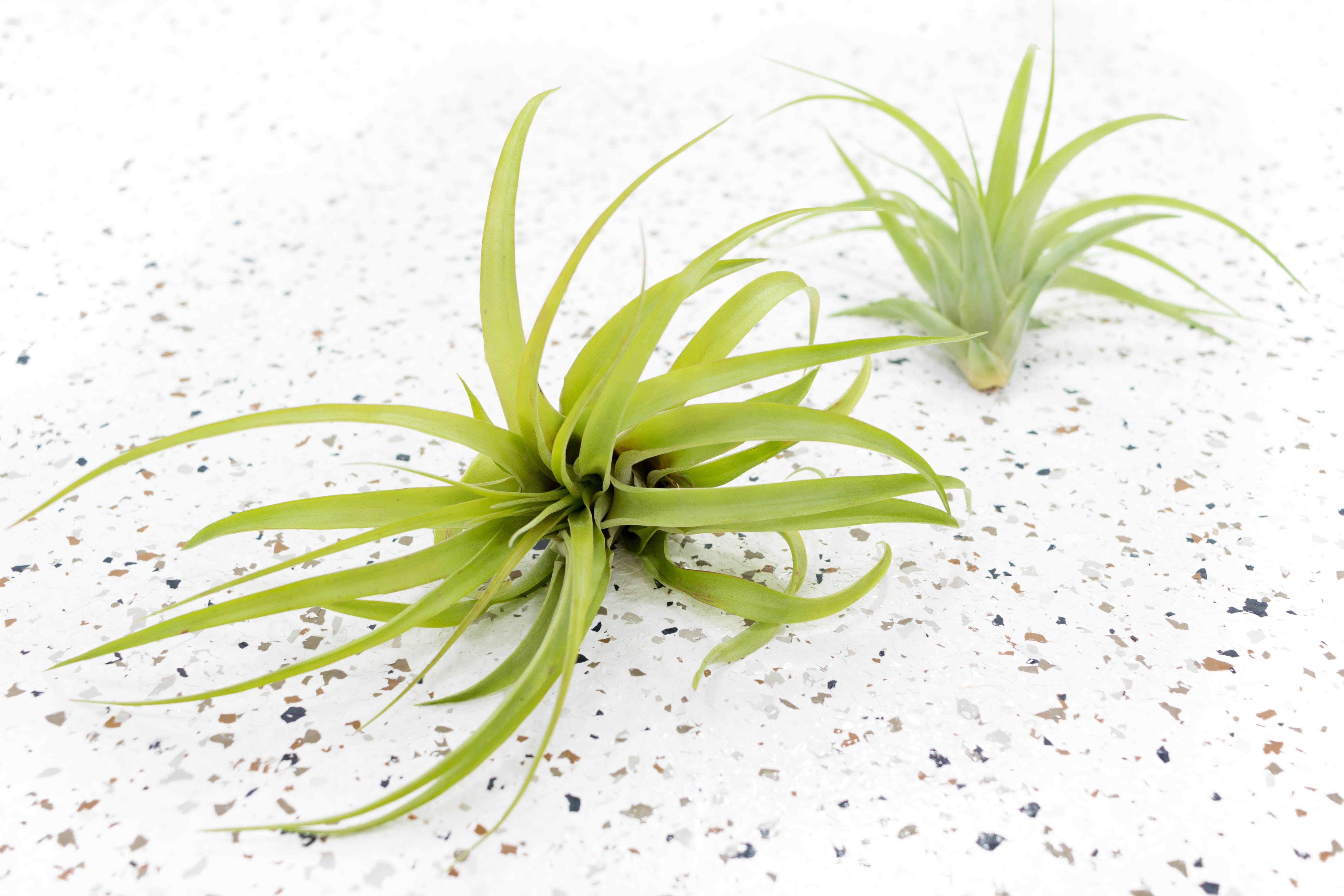 air plant Tillandsia Green Abdita Brachycalous Air Plant