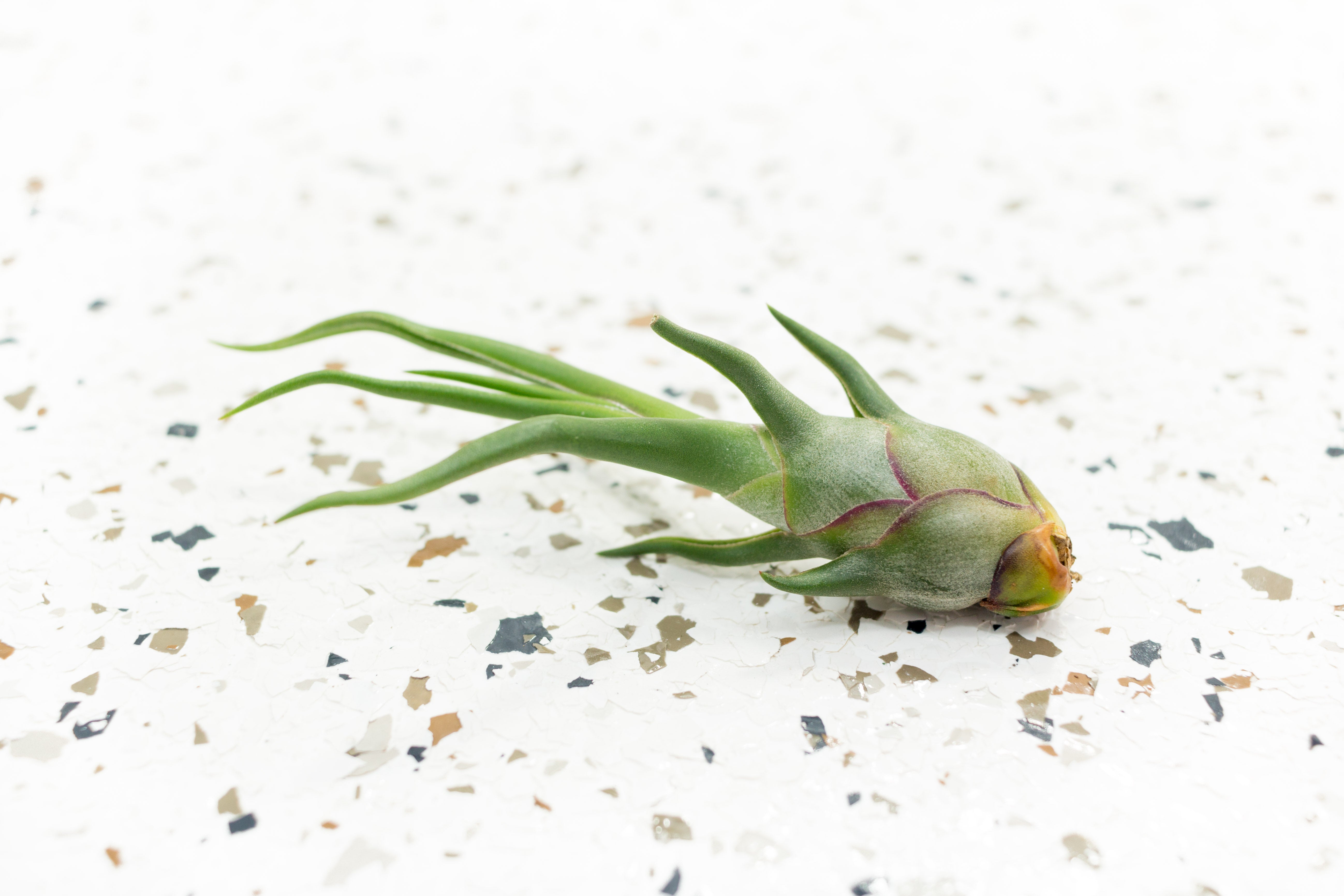 air plant black spots Air Plants Tillandsia Bulbosa Guatemala & Belize