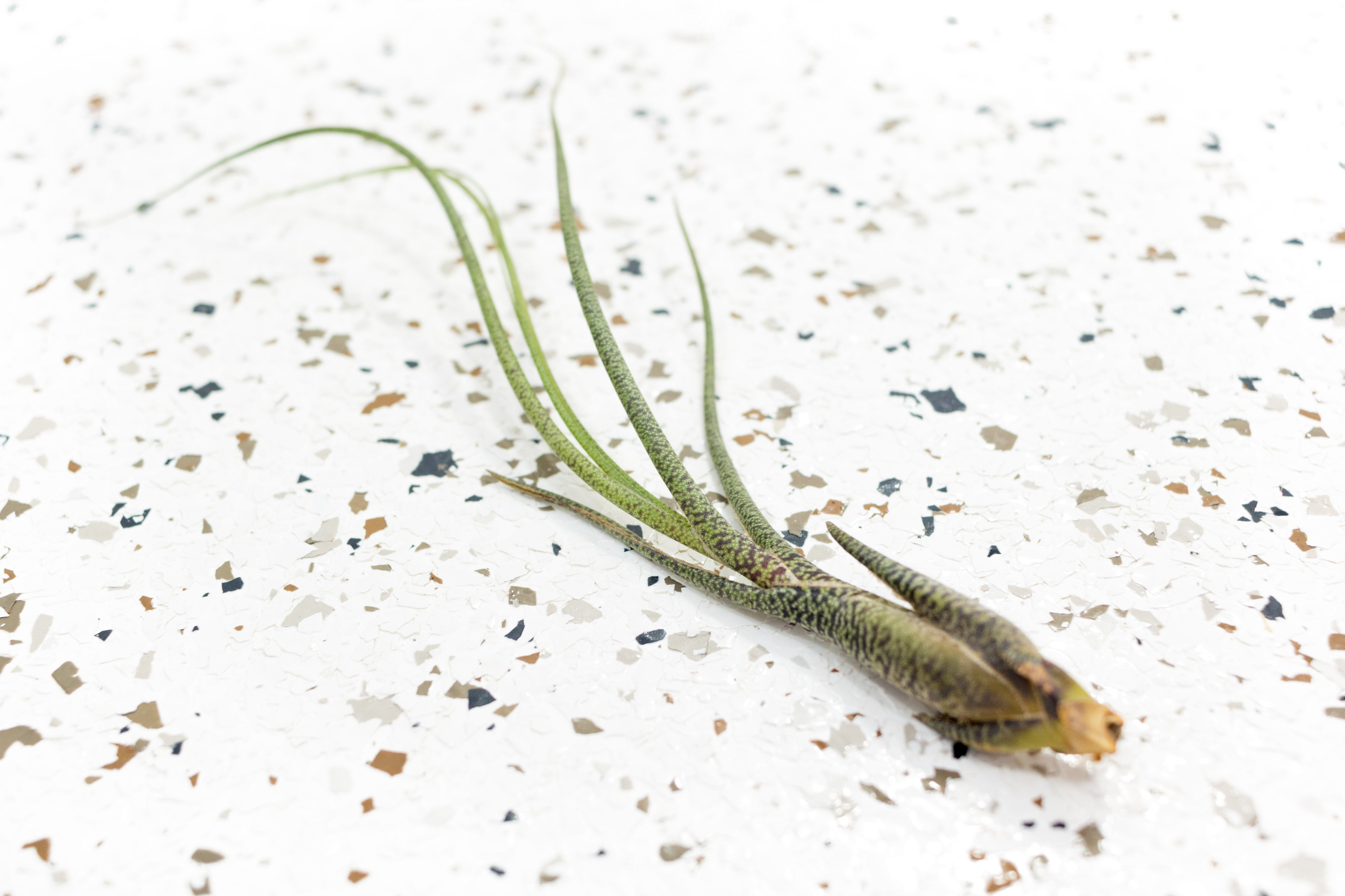 Tillandsia Butzii Air Plants, Extra Large / Set of 5