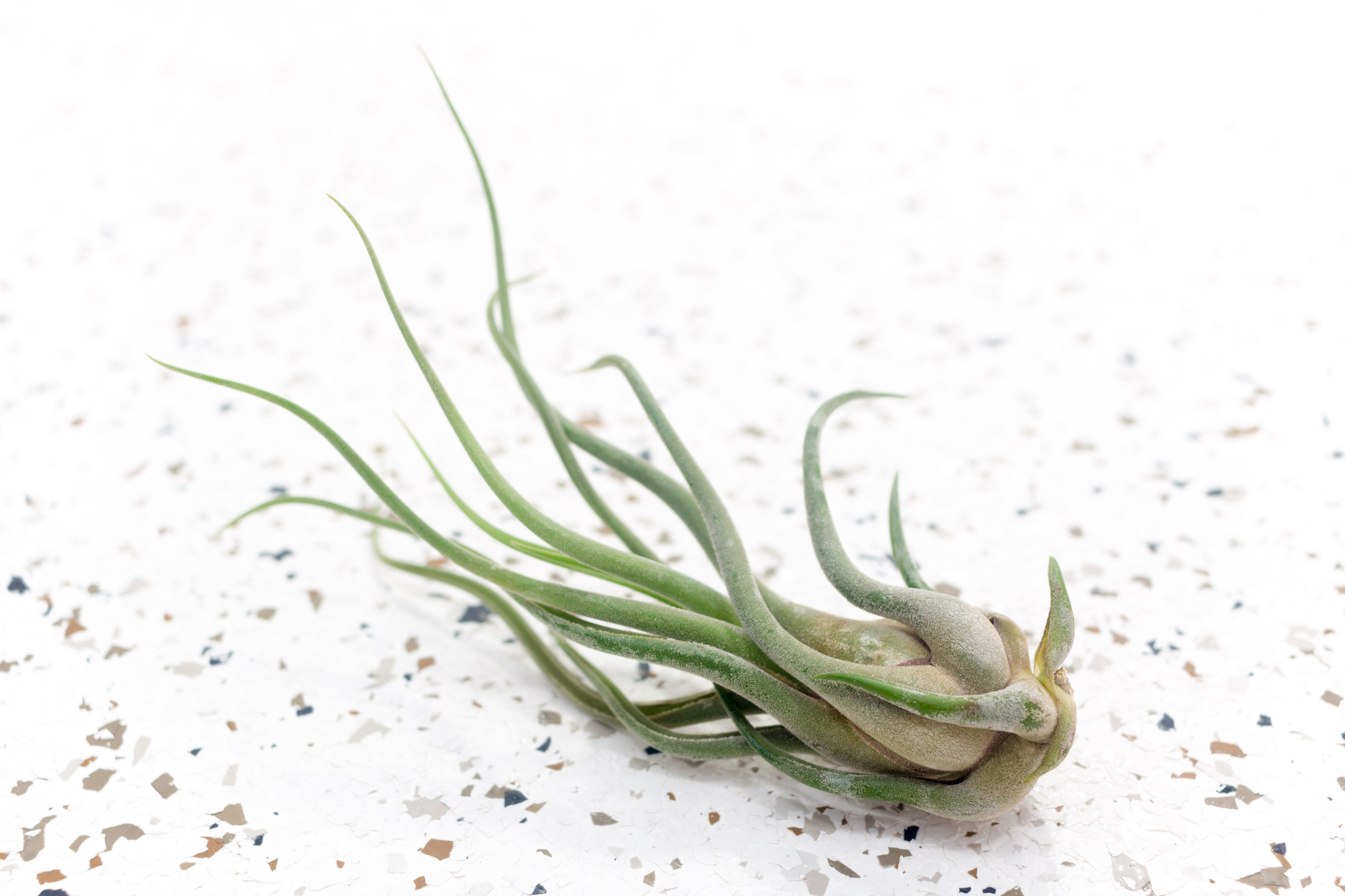 medusae air plant Tillandsia Caput Medusae Air Plants, Large