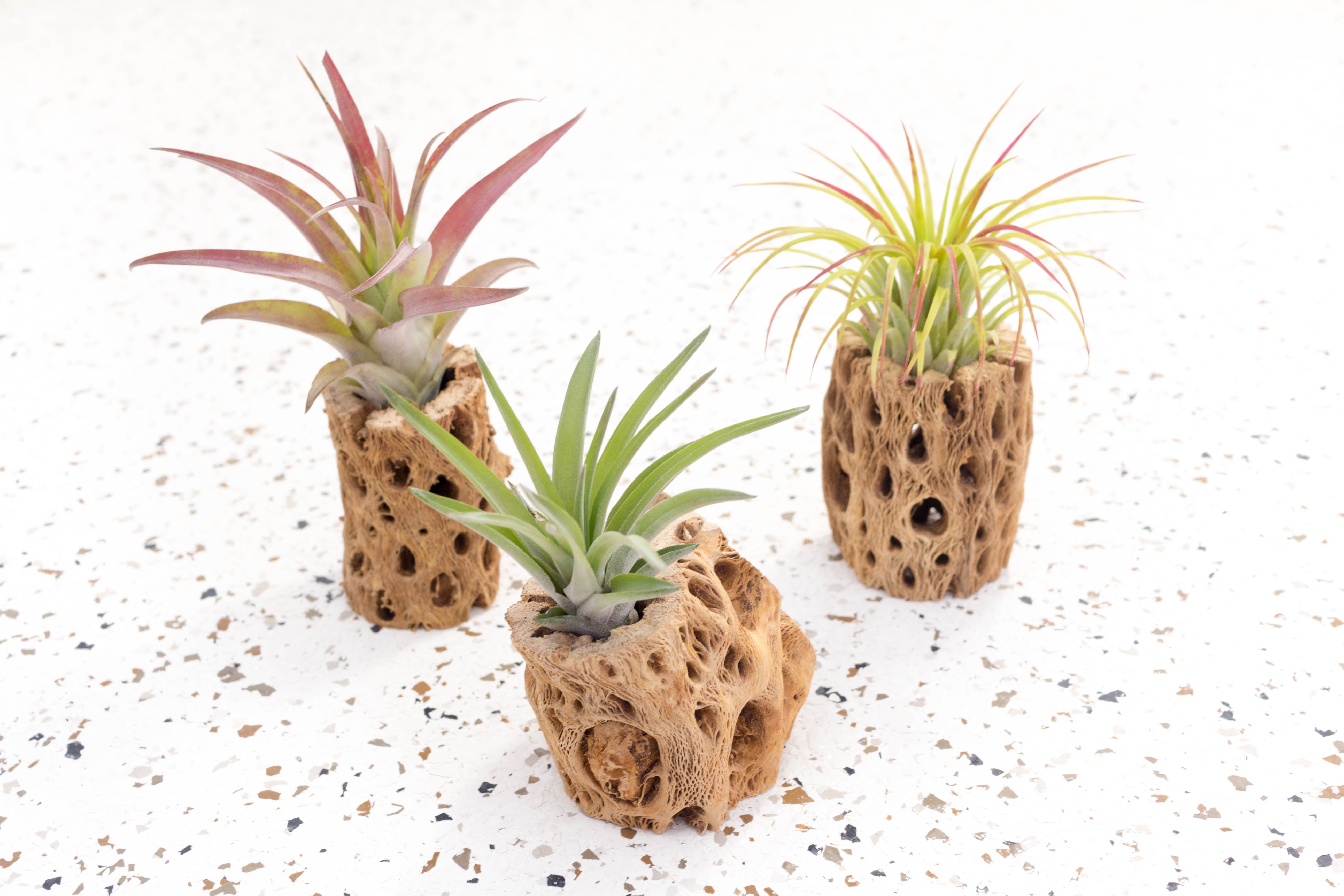 cactus air plant Natural Cholla Cactus Containers with Assorted Air Plants, Large / 3 Pack