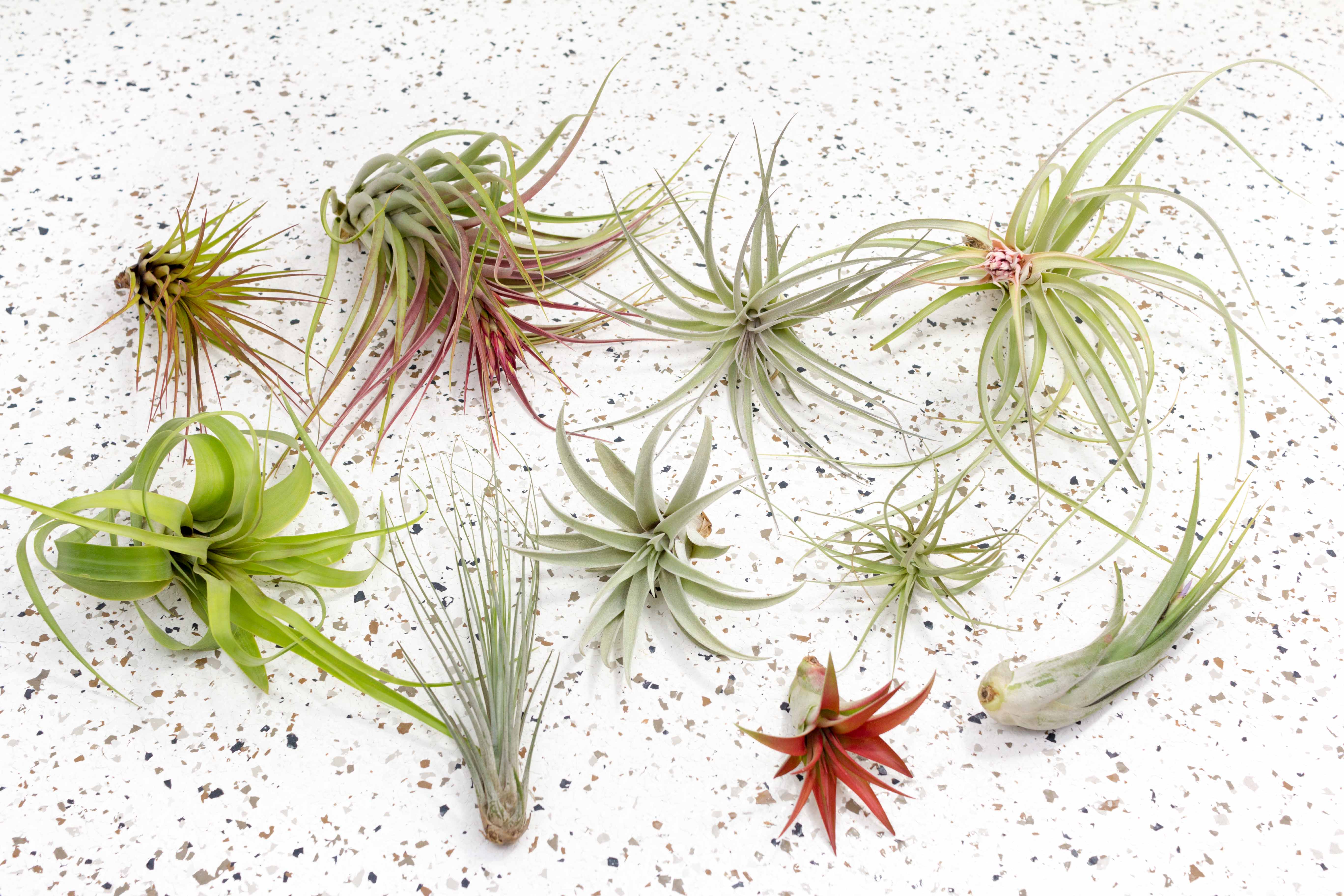common types of air plants 10 Medium & Large Premium Tillandsia Air Plants