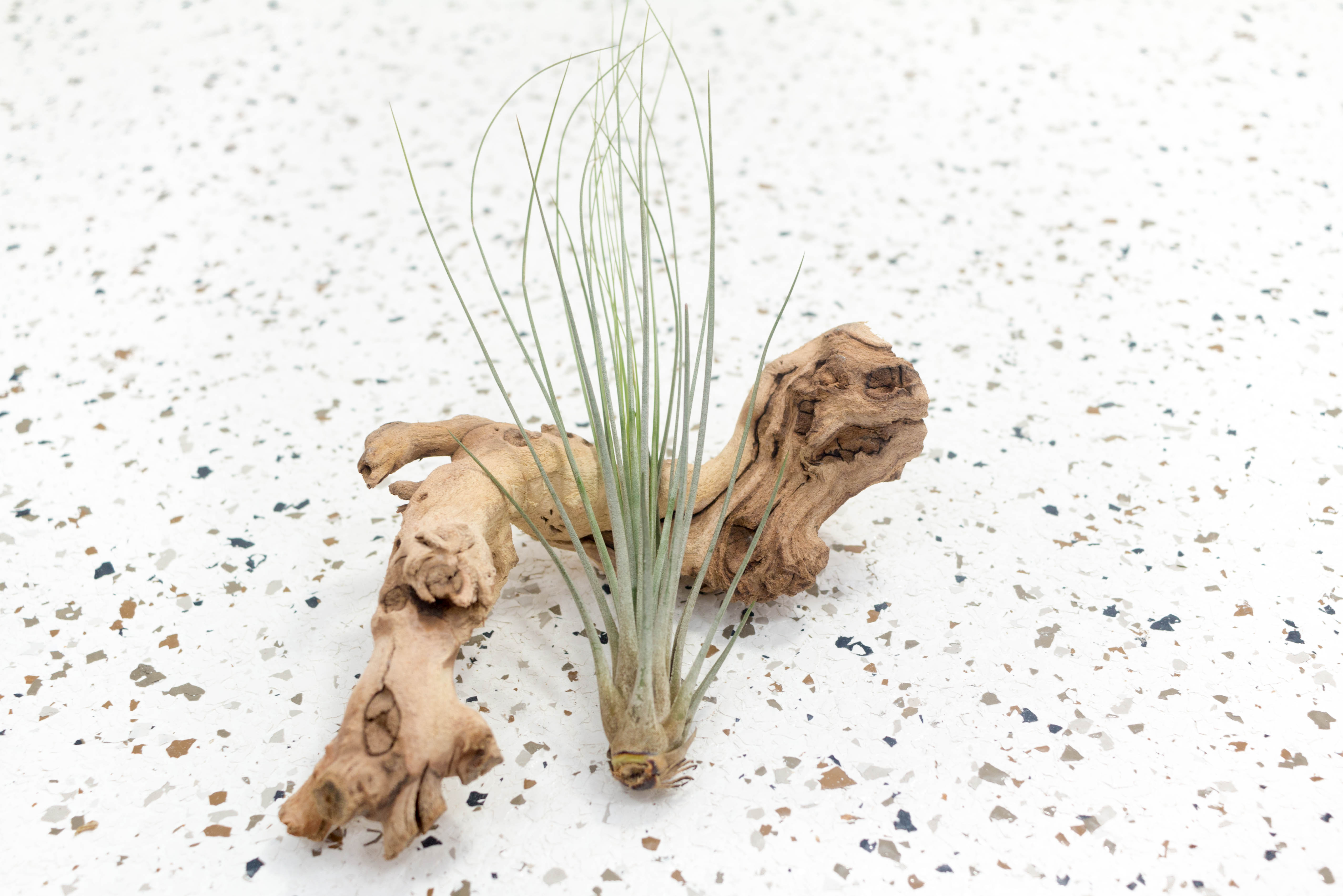 Tillandsia Juncea Air Plants, Regular / 5 Pack